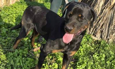 רוטווילרית. כלב עומד על צמחייה ירוקה.