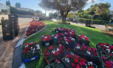 שתילה עונתית של פרחים בכיכר רמת השרון. ארגזים עם שתילי פרחים על הדשא בכיכר. בחלק מהכיכר הסתיימה השתילה. על המדרכה מסביב לכיכר מונחת ערימה של ארגזים ריקים בהם היו השתילים. אוטובוס בכביש בצד שמאל.