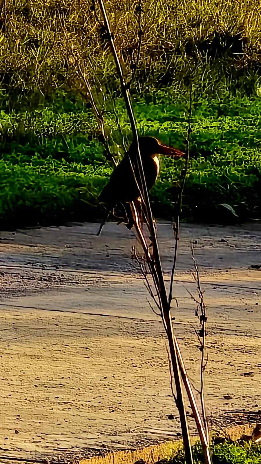 בעל כנף 5 בפארק הרצליה. צילום: מערכת