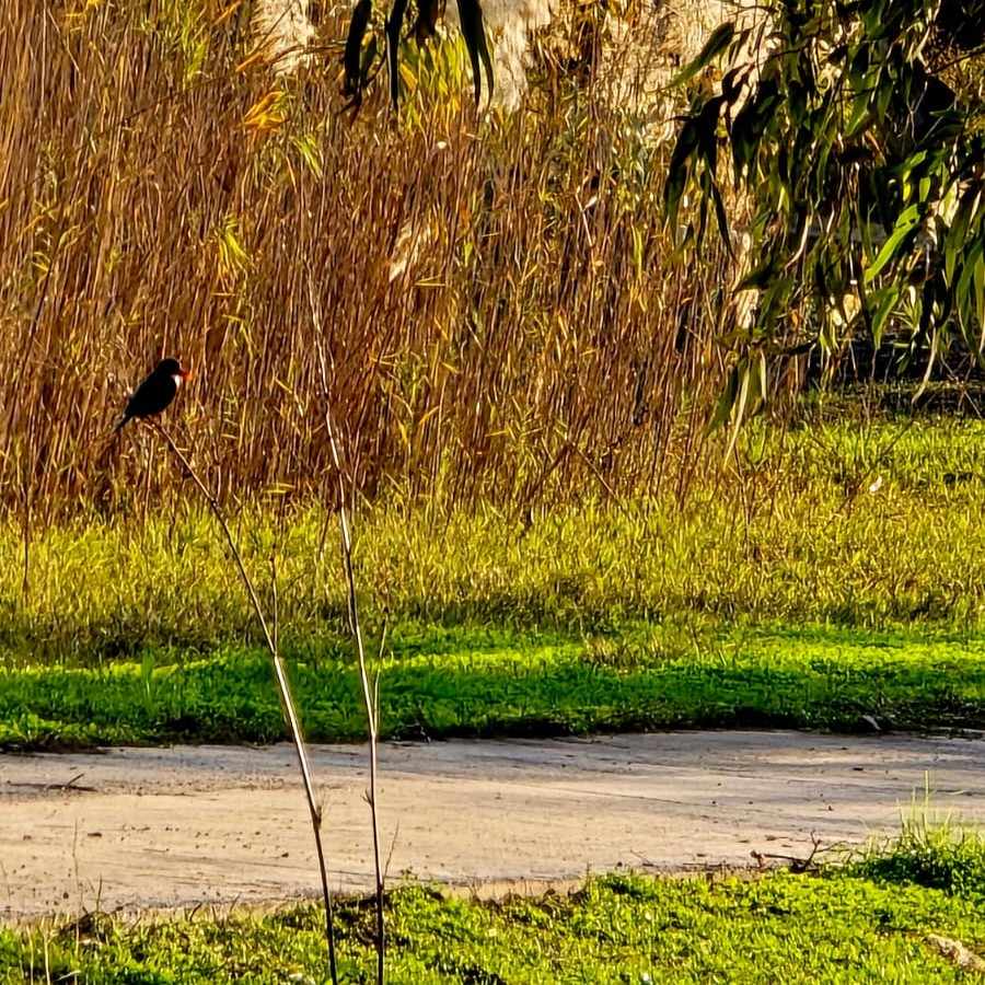 בעל כנף 3 בפארק הרצליה. צילום: מערכת