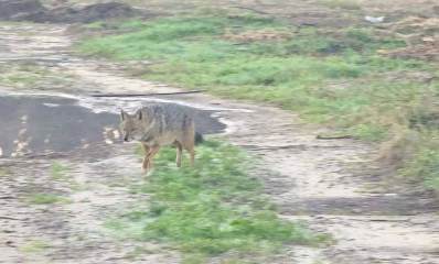 תן באזור גלילות בשדה ולידו שלולית גדולה עם מים.