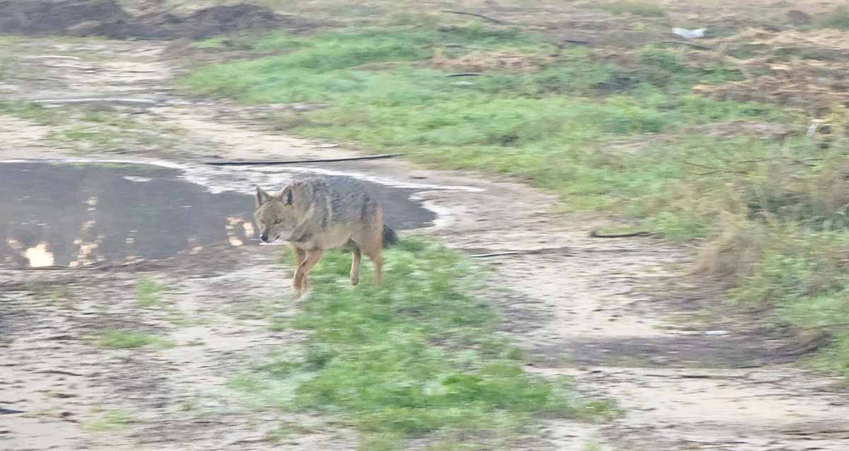 תן באזור גלילות בשדה ולידו שלולית גדולה עם מים.