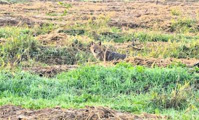 תן באזור גלילות בתוך שדה.