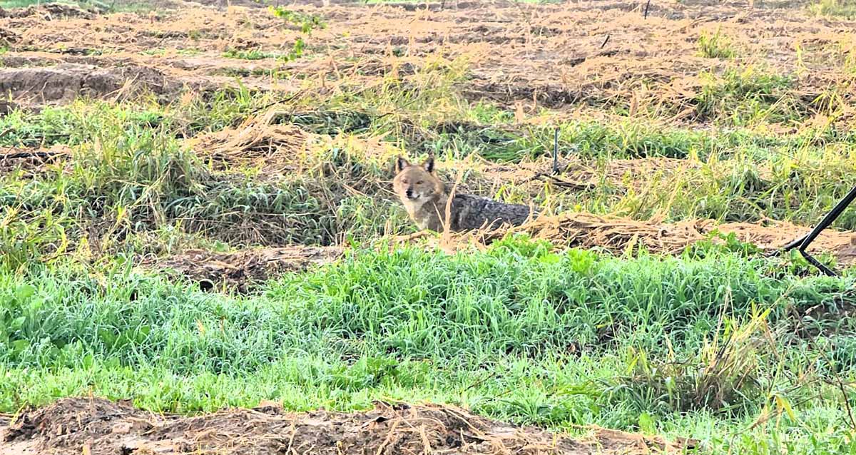 תן באזור גלילות בתוך שדה.
