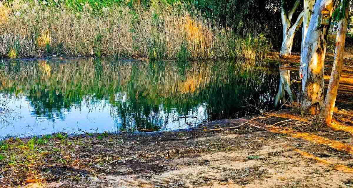 שלולית חורף בפארק הרצליה פארק הרצליה אחרי הגשם, עצי אקליפטוס, קנים וסוף