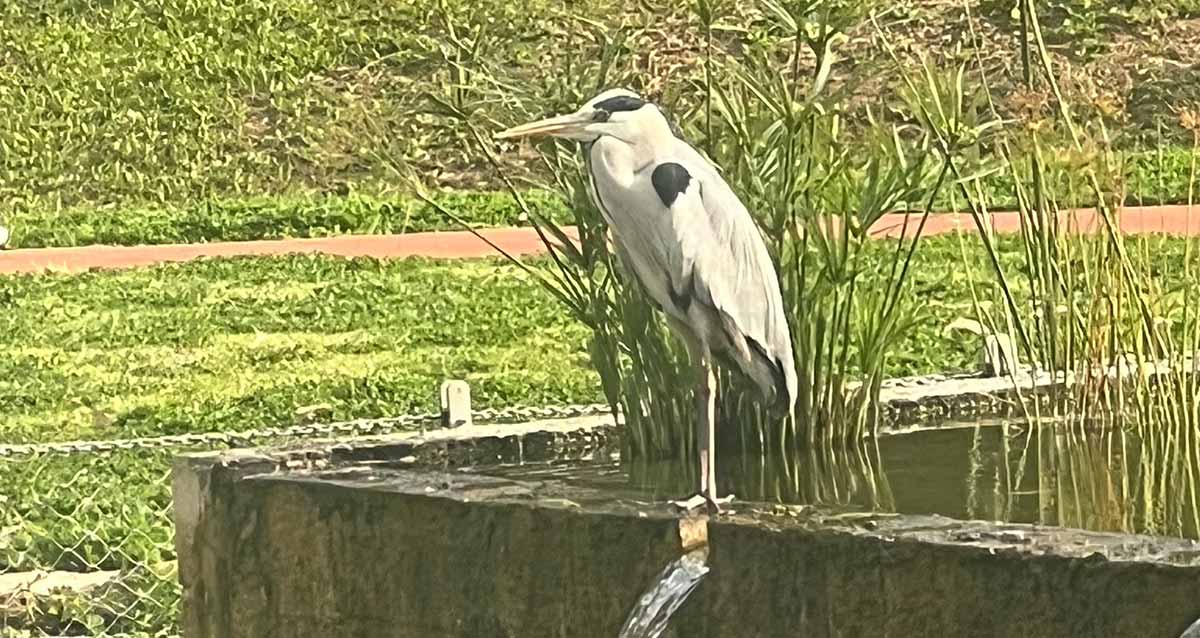 ציפור גדולה בפארק הרצליה עומדת על חומה מסביב לבריכת מים, ובבריכה צמחים דקים וארוכים. ירק מסביב לבריכה.