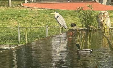 ציפור גדולה בפארק הרצליה עומדת על חומה מסביב לבריכת מים, ובבריכה צמחים דקים וארוכים. בבריכה שט לו ברוז, וציפור שחורה ליד הציפור הגדולה. מסביב לבריכה שטחים ירוקים ומסלול ריצה חום.