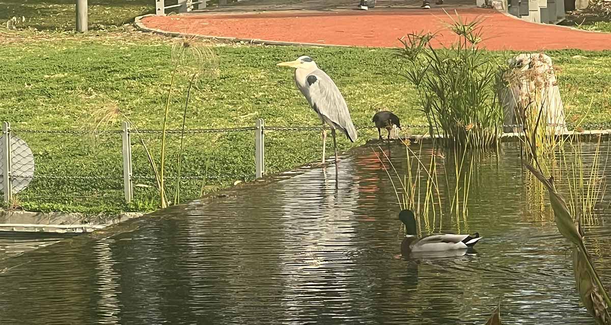 ציפור גדולה בפארק הרצליה עומדת על חומה מסביב לבריכת מים, ובבריכה צמחים דקים וארוכים. בבריכה שט לו ברוז, וציפור שחורה ליד הציפור הגדולה. מסביב לבריכה שטחים ירוקים ומסלול ריצה חום.