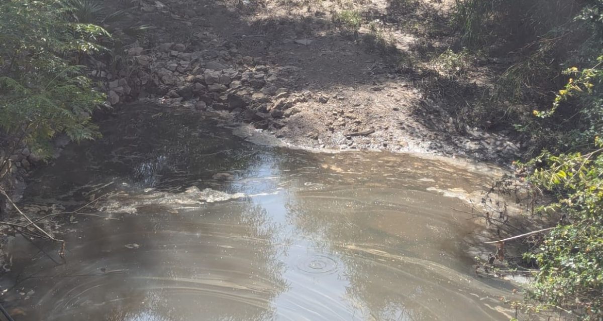 שלולית בנחל עם "מים שומניים". צילום: סיגל קולטון