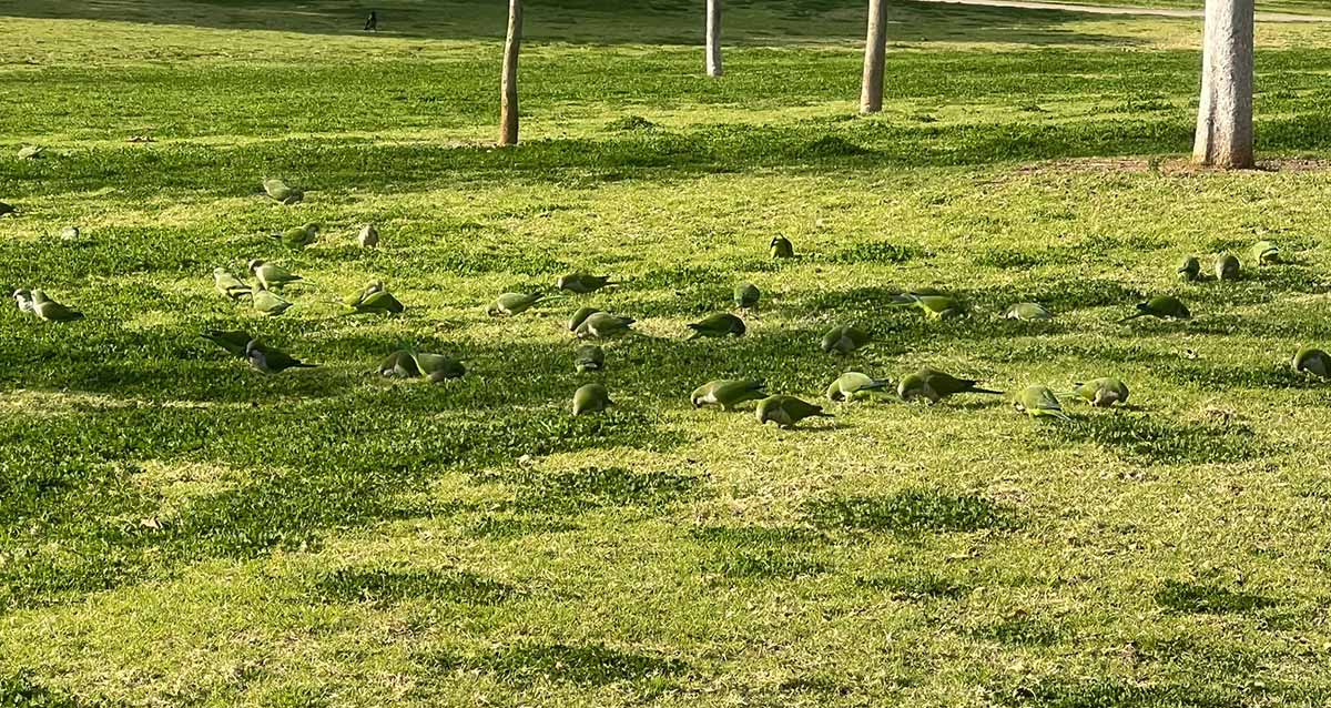 להקת תוכים מתאוששת מגל הקור על משטח דשא בפארק הרצליה.