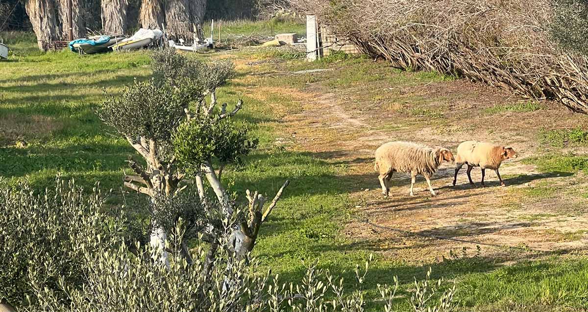 כבשים רועות בשטח הפארק, משמאלן משטח דשא ועצי זית, מימין עצים יבשים וברקע סירות על הדשא.