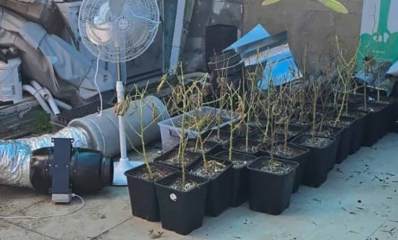 מעבדת לגידול וייצור סמים בכפר יונה. צמחים החשודים כמריחואנה בתוך עציצים, מאוורר, צנרת וקופסה.