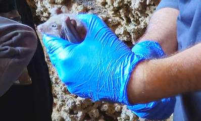 מערת העטלפים בהרצליה. איש עם כפפות כחולות אוחז בידיו עטלף.