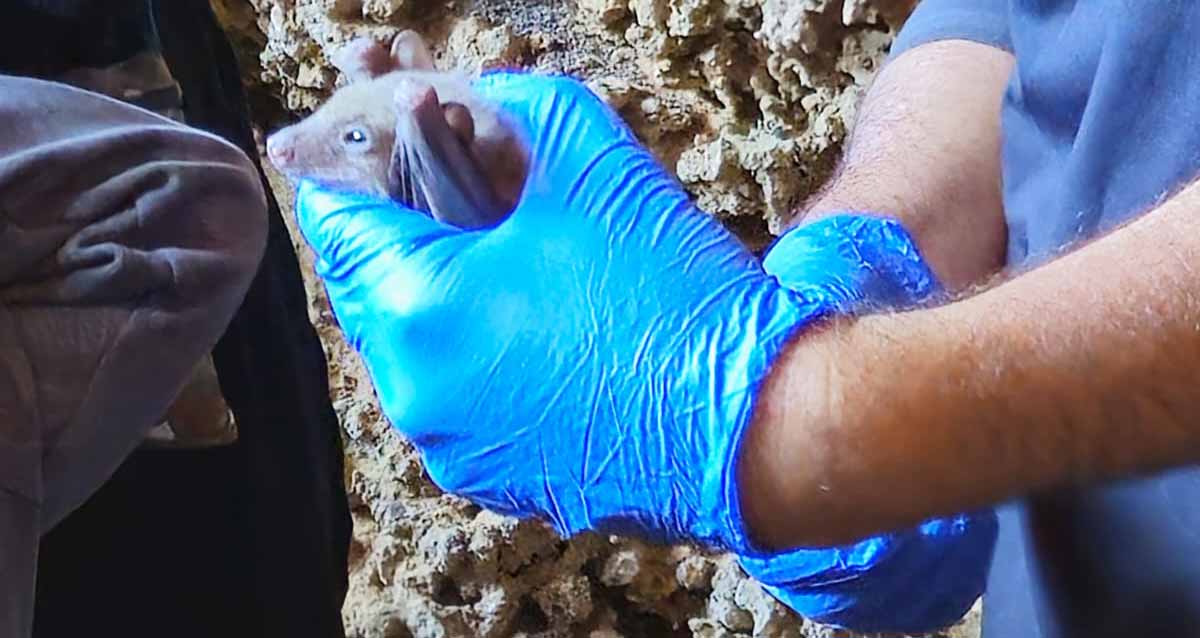 מערת העטלפים בהרצליה. איש עם כפפות כחולות אוחז בידיו עטלף.