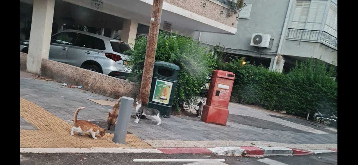 תנים וחתולים בעיר. במדרכה תן ושני חתולים.
