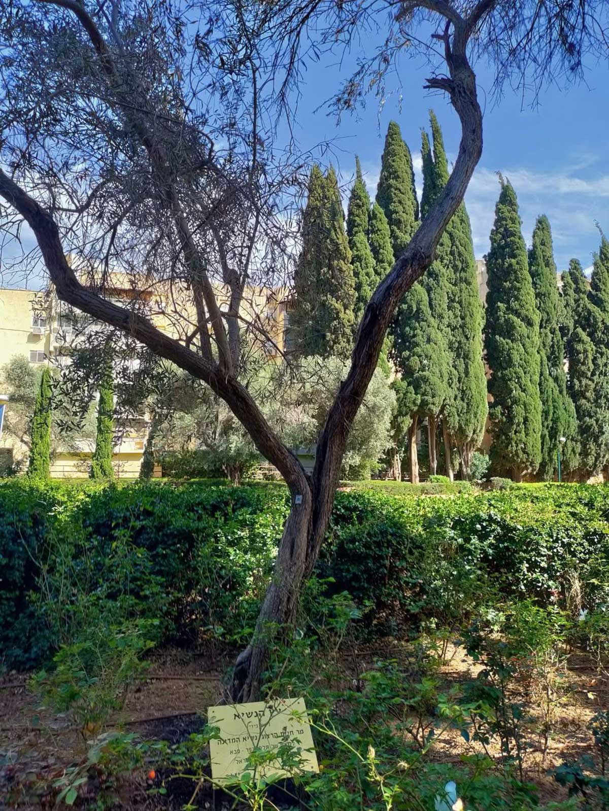 עץ הזית שנטע הנשיא חיים הרצוג בכפר סבא. עץ שהגזע התפצל לשני גזעים. לרגלי העץ שלט עם כיתוב: הנשיא. שאר הכיתוב מוסתר.