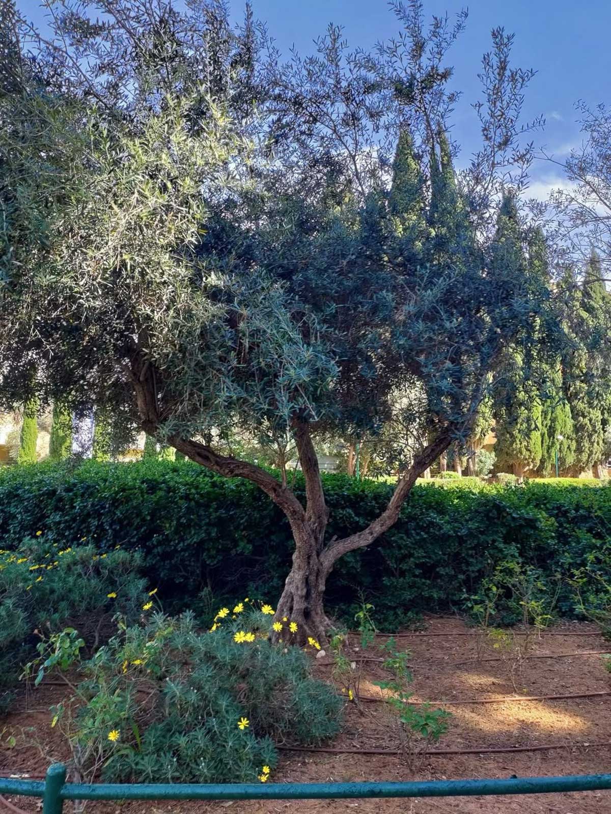 עץ הזית שנטע הנשיא משה קצב בכפר סבא. הגזע התפצל לשלושה גזעים בכיוונים שונים.