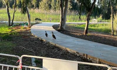 סוף סוף יוצקים את שביל הדק בפארק הרצליה. יציקה של חומר לבן, ושני ברווזים מטיילים על היציקה.