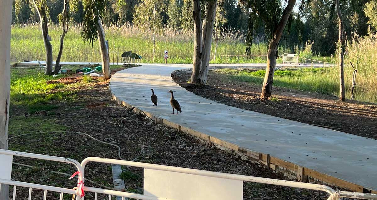 סוף סוף יוצקים את שביל הדק בפארק הרצליה. יציקה של חומר לבן, ושני ברווזים מטיילים על היציקה.