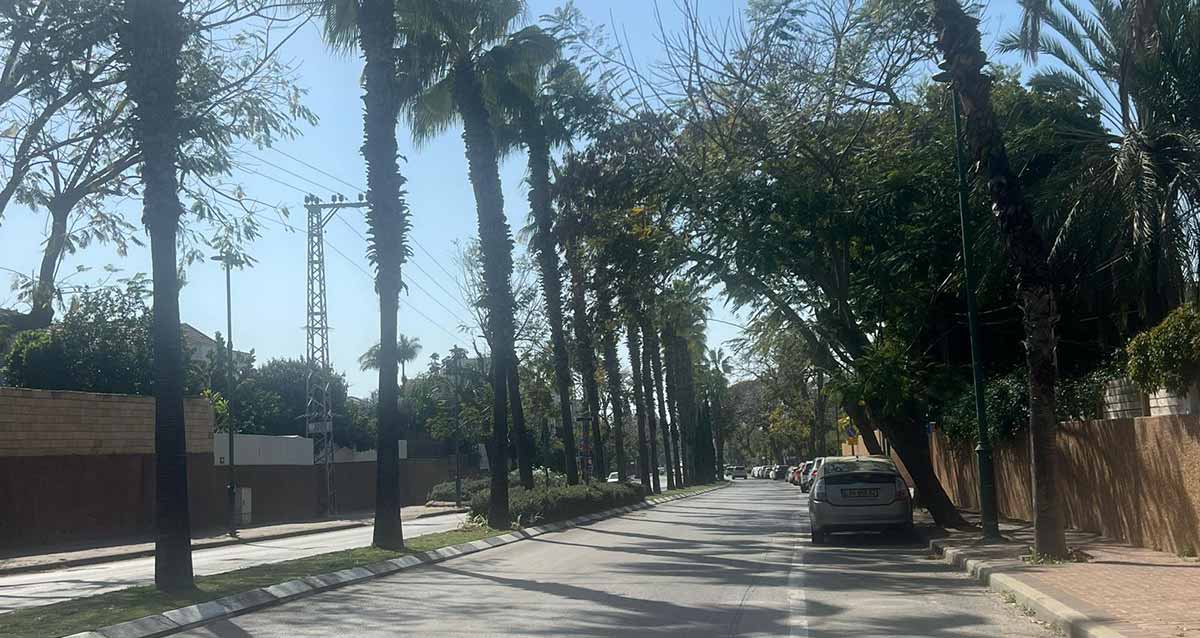 רחוב וייצמן בשכונת לב הפארק רעננה. שני מסלולים ושני נתיבים בכל אחד. ביניהם הפרדה של משטח דשא ועצי דקל.