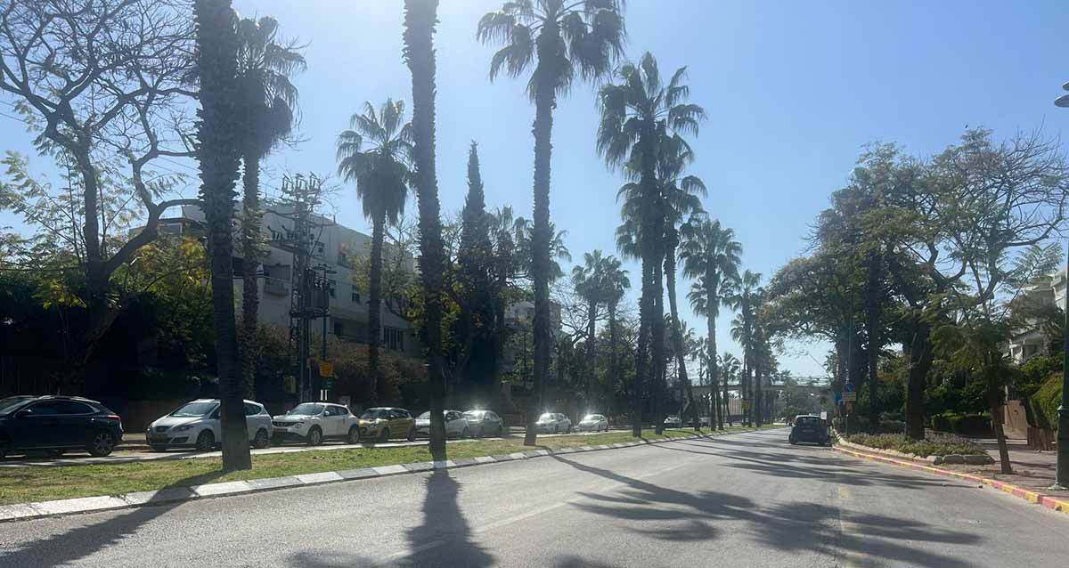 רחוב וייצמן בשכונת לב הפארק רעננה. שני מסלולים ושני נתיבים בכל אחד. ביניהם הפרדה של משטח דשא ועצי דקל.