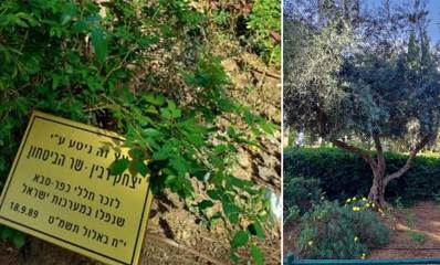 עצי הזית של משה קצב ויצחק רבין בגן הזיכרון בכפר סבא. תמונת קולאז המורכבת מתמונה בצד ימין של עץ זית. ובצד שמאל שלט מונח על הקרקע: עץ זה ניטע ע״י יצחק רבין - שר הביטחון, לזכר חללי כפר סבא שנפלו במערכות ישראל. י״ח באלול תשמט 18.9.89