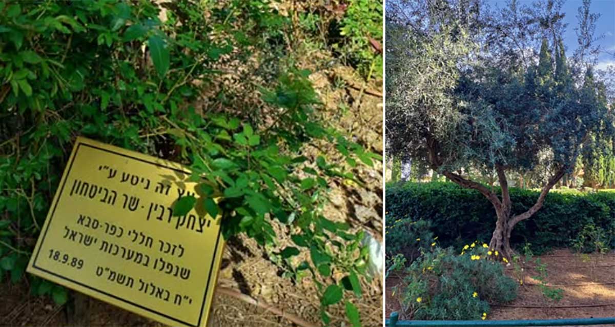 עצי הזית של משה קצב ויצחק רבין בגן הזיכרון בכפר סבא. תמונת קולאז המורכבת מתמונה בצד ימין של עץ זית. ובצד שמאל שלט מונח על הקרקע: עץ זה ניטע ע״י יצחק רבין - שר הביטחון, לזכר חללי כפר סבא שנפלו במערכות ישראל. י״ח באלול תשמט 18.9.89