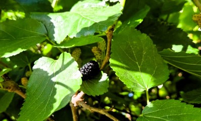 תות עץ. צילום: פרטי