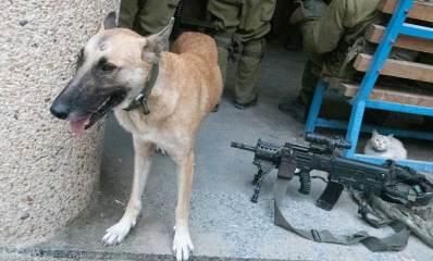 הכלבייה בגליל ים. כלבה שחולצה ממחנה פליטים. מאחוריה חיילים ולידה כלי נשק.