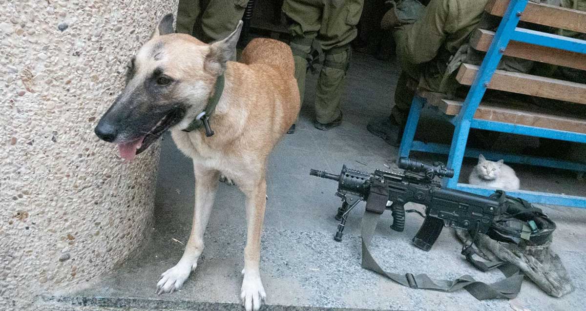 הכלבייה בגליל ים. כלבה שחולצה ממחנה פליטים. מאחוריה חיילים ולידה כלי נשק.