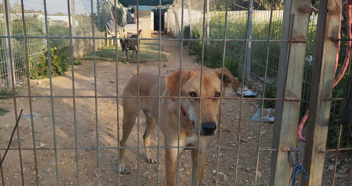 הכלבייה בגליל ים. שני כלבים בחצר סגורה.