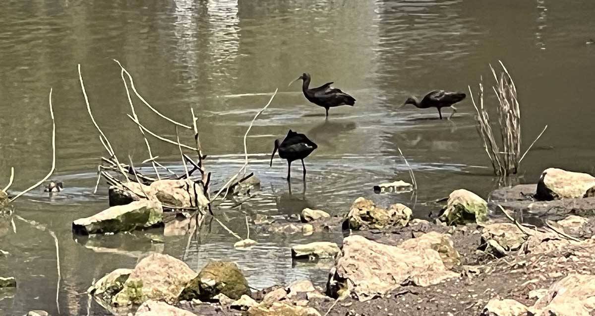עופות מים בפארק גליל ים. בריכת מים רדודה ובתוכה עומדים שלושה עופות מים שחורים עם מקור ארוך.