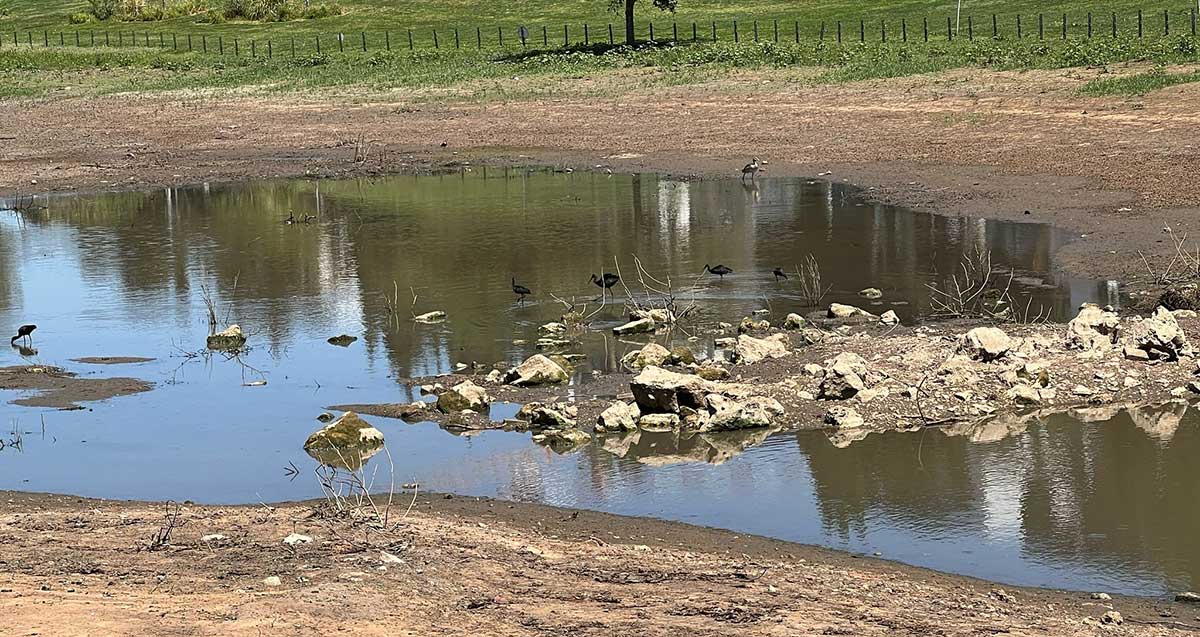 עופות מים בפארק גליל ים. בריכת מים רדודה ובתוכה עומדים עופות מים שחורים. ברקע הפארק עם גדר לפני הבריכה.