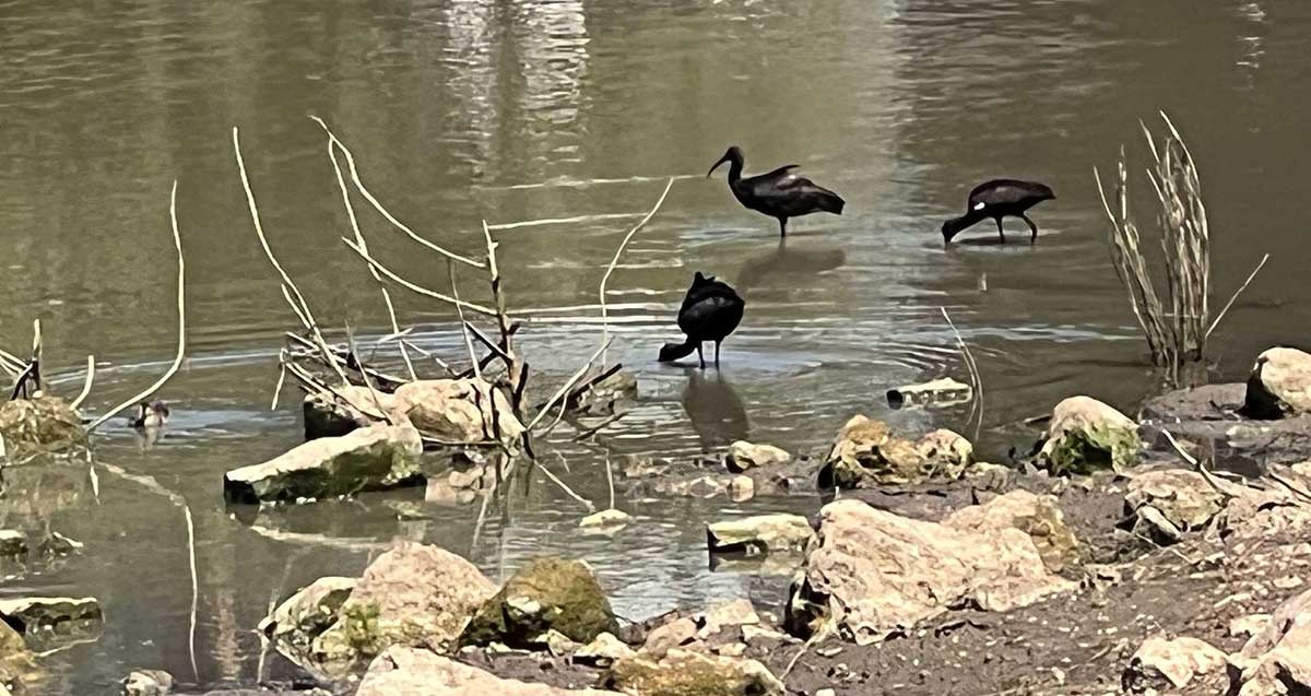 עופות מים בפארק גליל ים. בריכת מים רדודה ובתוכה עומדים שלושה עופות מים שחורים, שניים עם המקור בתוך המים.