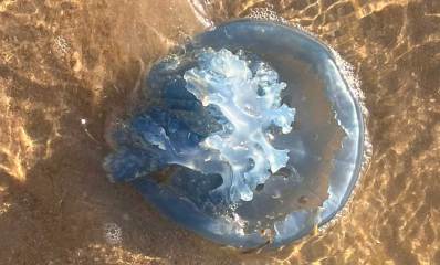 מדוזה בצבע תכלת על חול שפת הים.