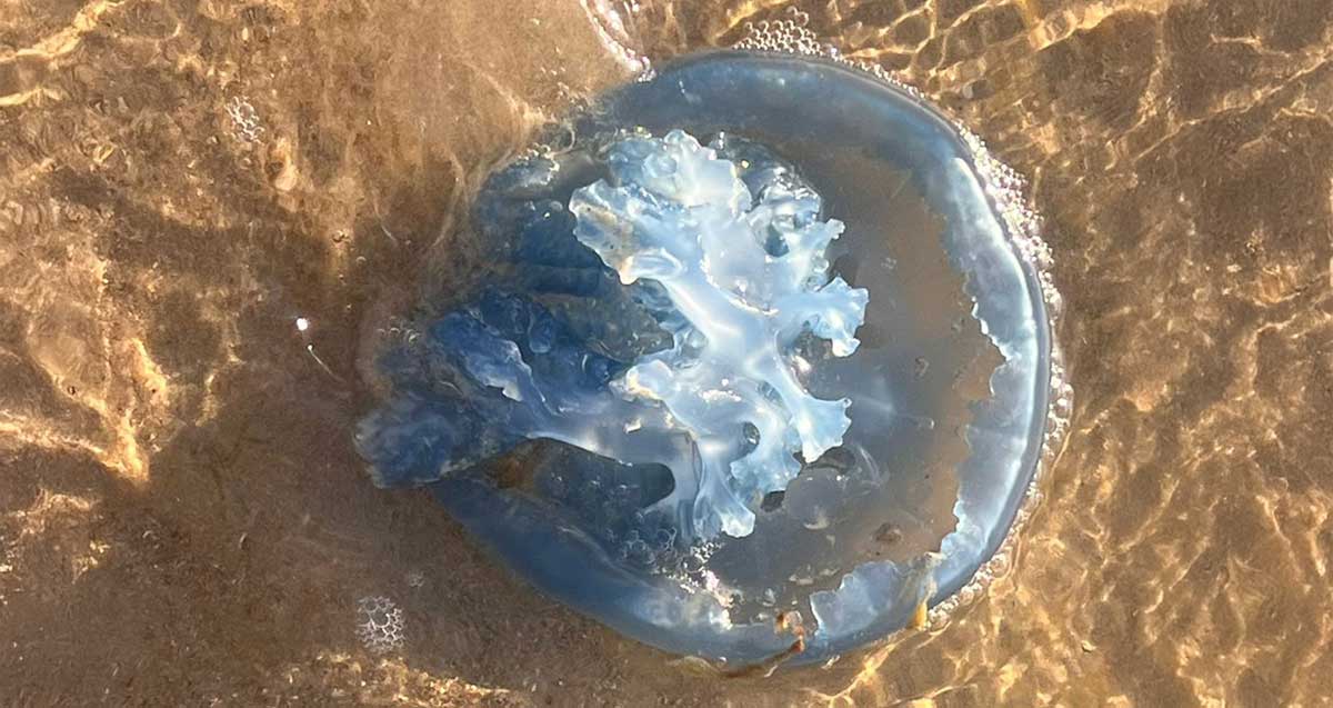 מדוזה בצבע תכלת על חול שפת הים.