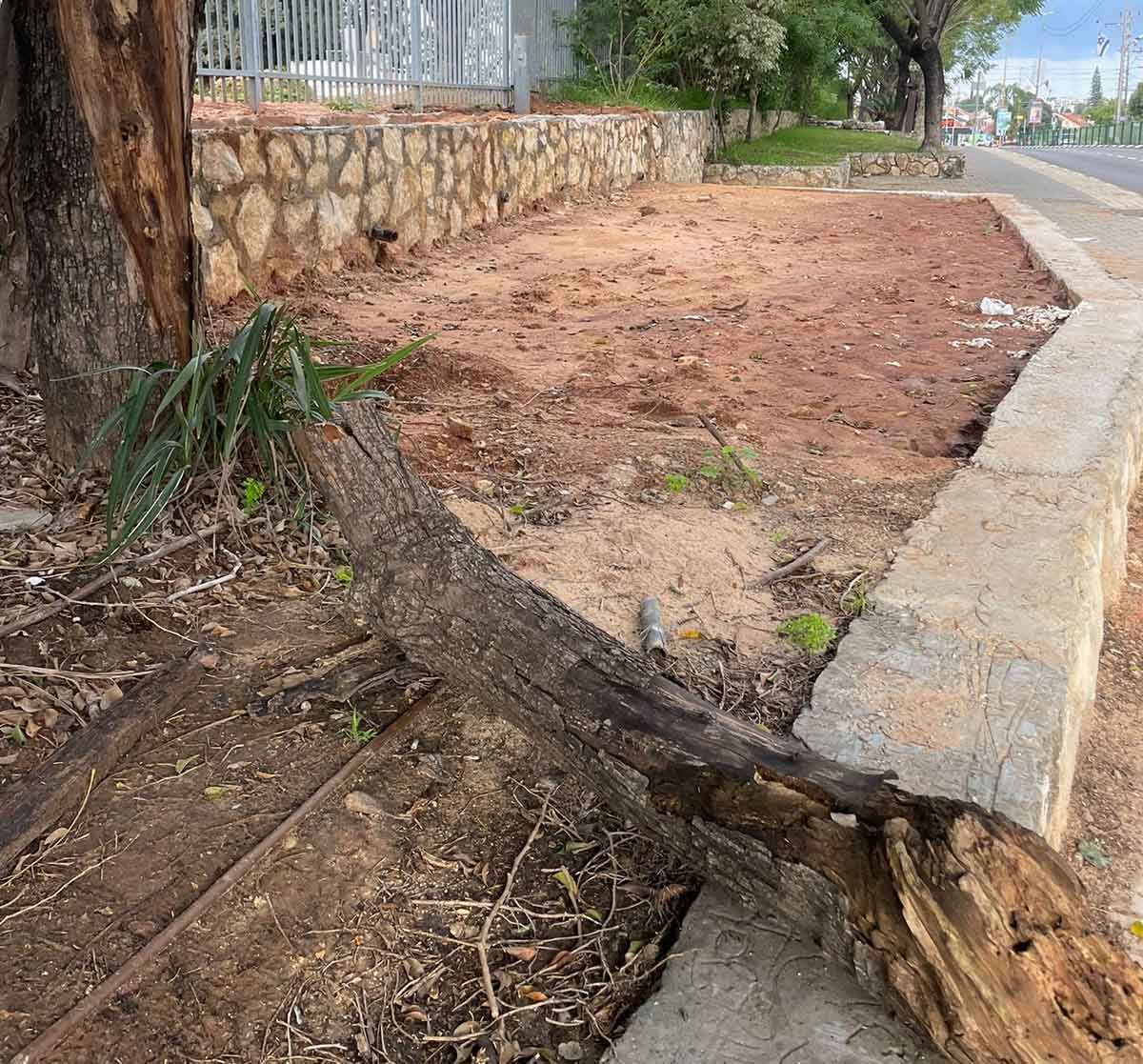 ענף שנשבר ומונח לצידי רחוב ראשי בכפר סבא