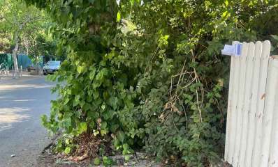 עץ חוסם שביל ללא מדרכה