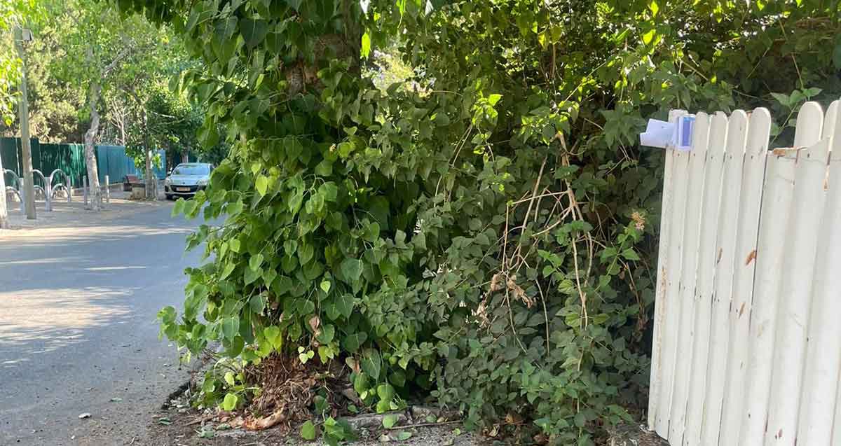 עץ חוסם שביל ללא מדרכה