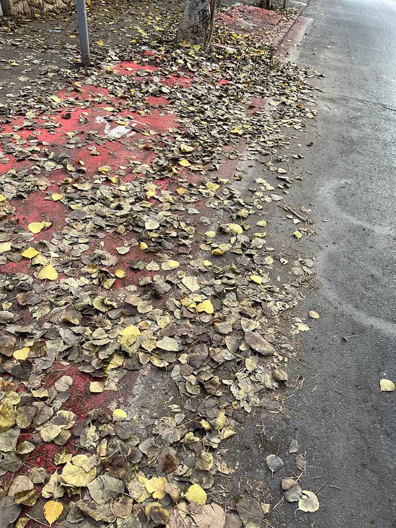 עלים פזורים על מדרכה מהווים סכנת החלקה ברחוב בכפר סבא