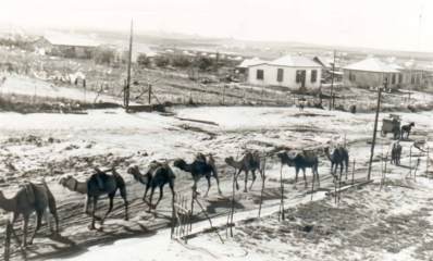 שיירת גמלים עוברת ברעננה. תמונה ישנה בשחור לבן, ברקע בתים ראשונים של המושבה