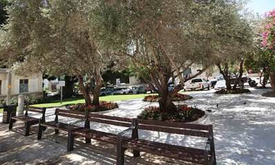 מרחב ציבורי ליד בית הכנסת הגדול במרכז הרצליה. גינה עם ספסלים ועצים