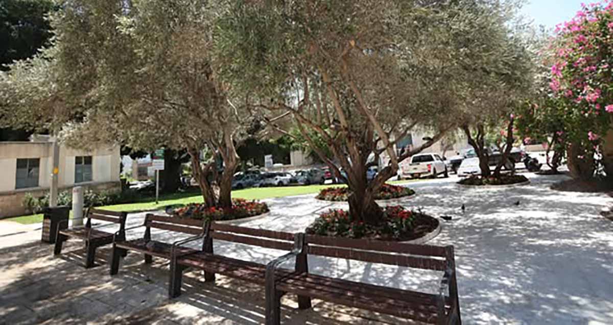 מרחב ציבורי ליד בית הכנסת הגדול במרכז הרצליה. גינה עם ספסלים ועצים