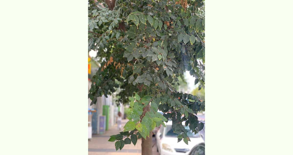עץ מיש בכפר סבא