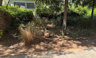 שטח ציבורי בשכונת נווה גן ברמת השרון. גינה עם שיחים, עצים, שתילים וצמח יבש.