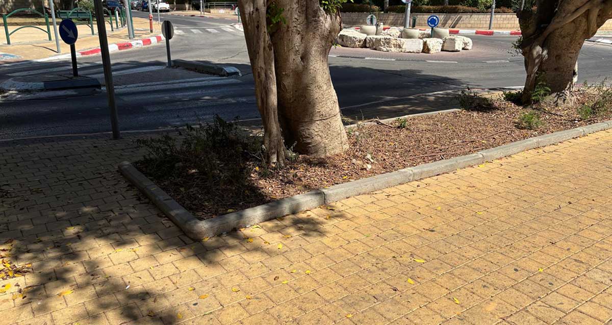 שטח ציבורי בשכונת נווה גן ברמת השרון. על המדרכה המרוצפת שני עצים מוקפים באבן שפה. ברקע כיכר עם אבנים גדולות.