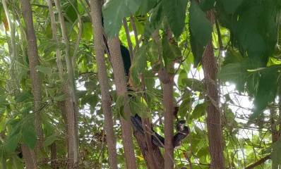 הנחש בחצר הבית ברעננה. על העץ נחש שחור.