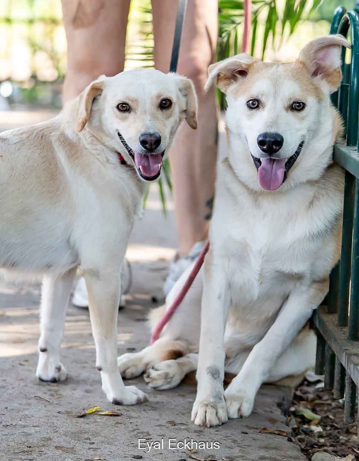 כלבים המיועדים לאימוץ. שני כלבים לבנים ודומים זה לזה.