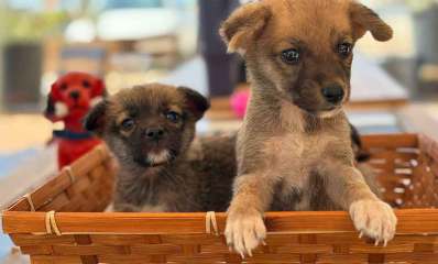 כלבים המיועדים לאימוץ. שני גורים בתוך קופסה מעץ.