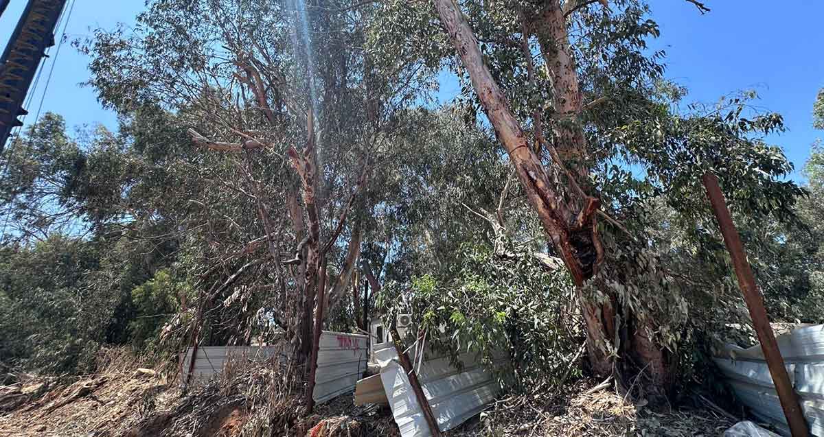 עצי אקליפטוס בשכונת גליל ים